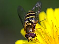 Syrphid Fly
